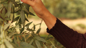 Básica de Malha “Cotton Ranch”